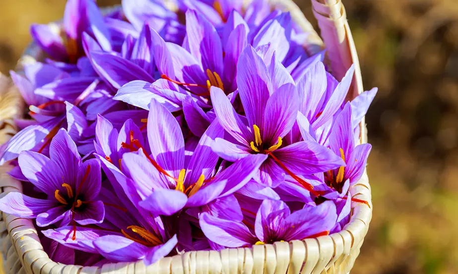 why is saffron so expensive