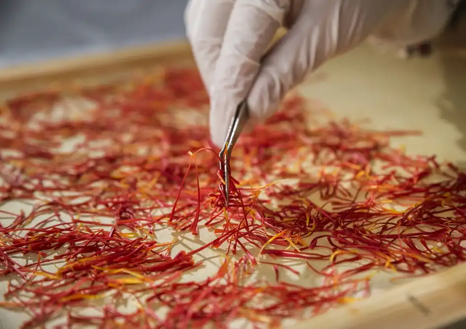 dried saffron threads on a tray