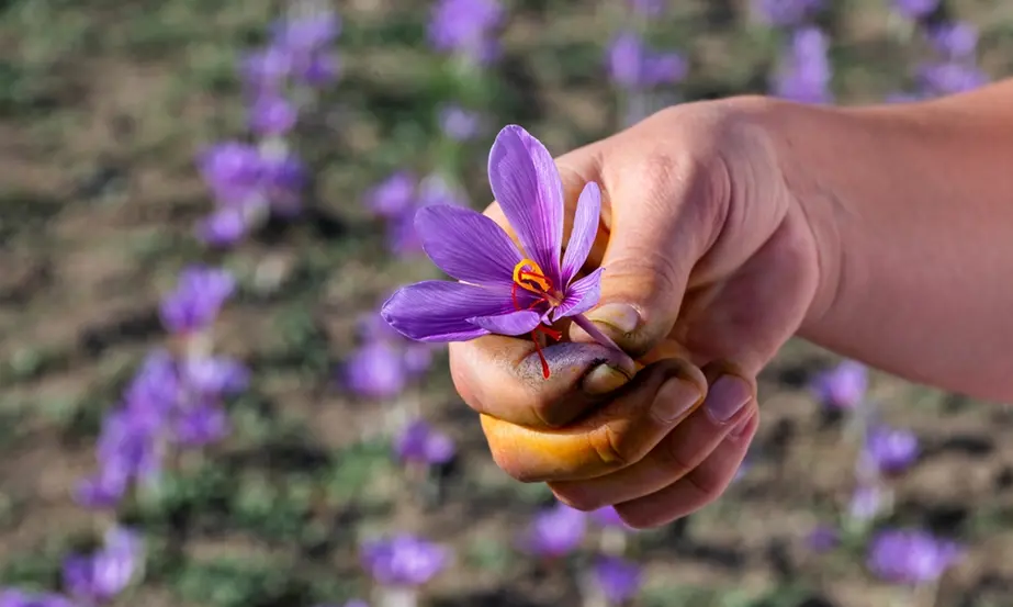 WHERE DOES SAFFRON GROW THE BEST?
