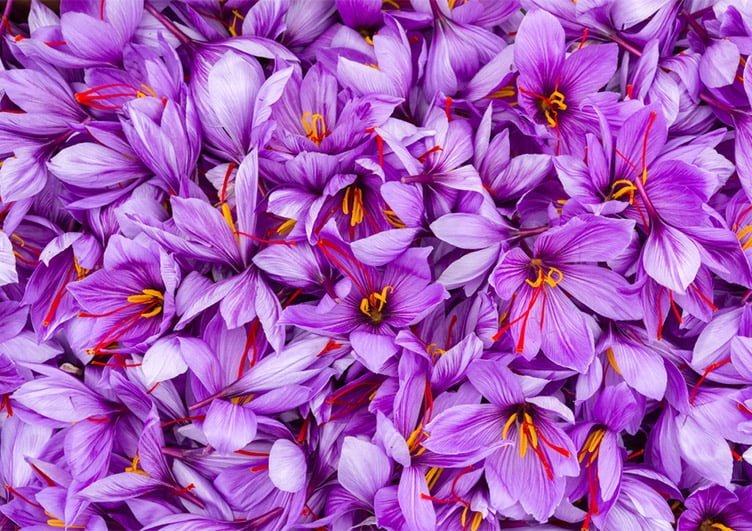 what is saffron