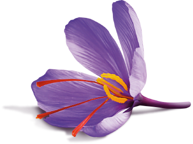 saffron flower behrang