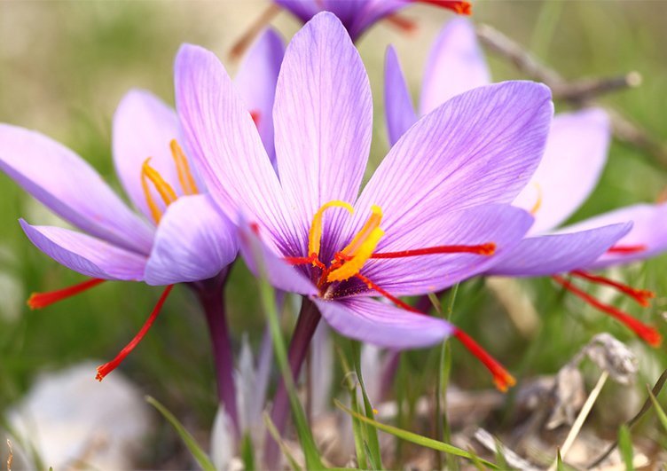 saffron-benefits-for-mental-health