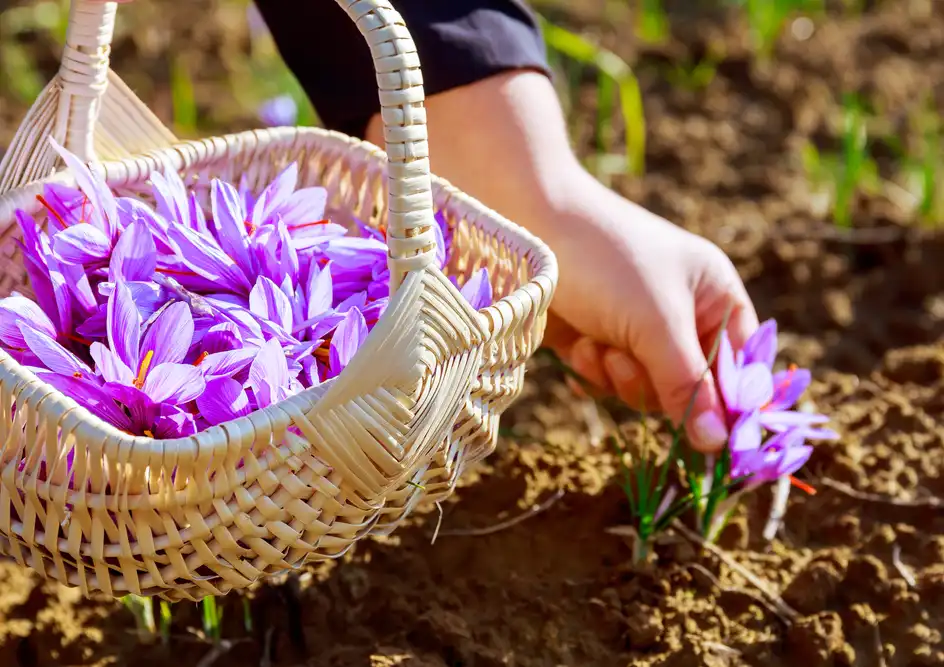a basket full of harvested saffron flowers