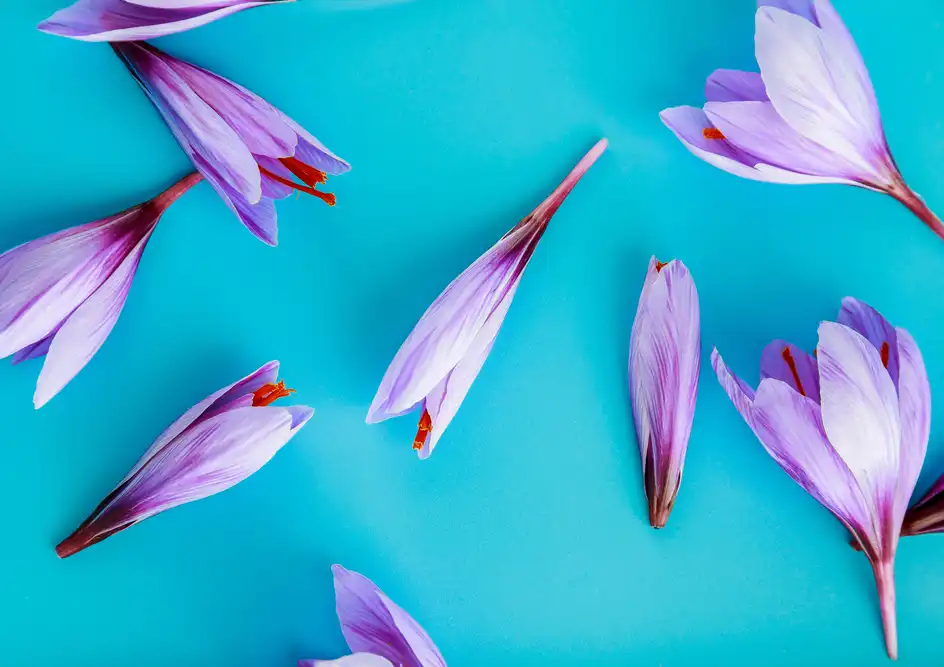 saffron flowers in blue background