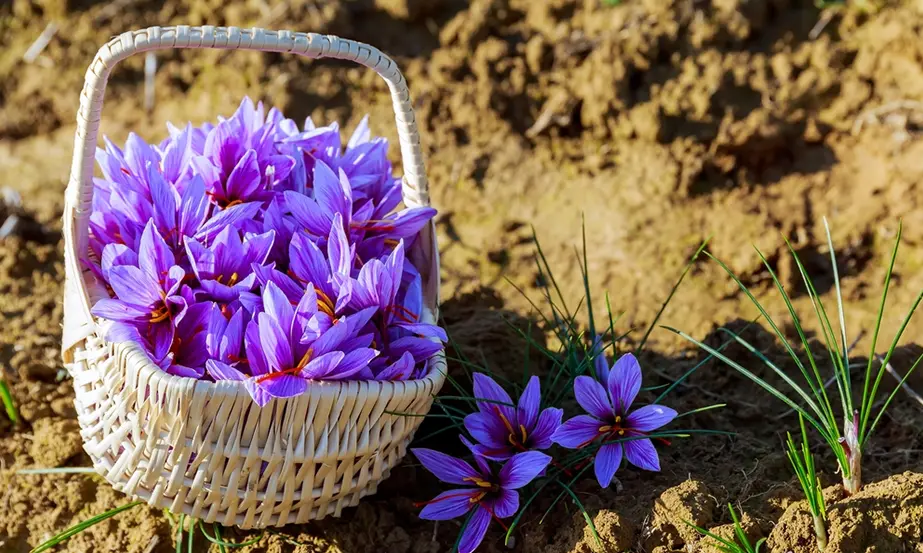 Which country is the biggest producer of saffron?