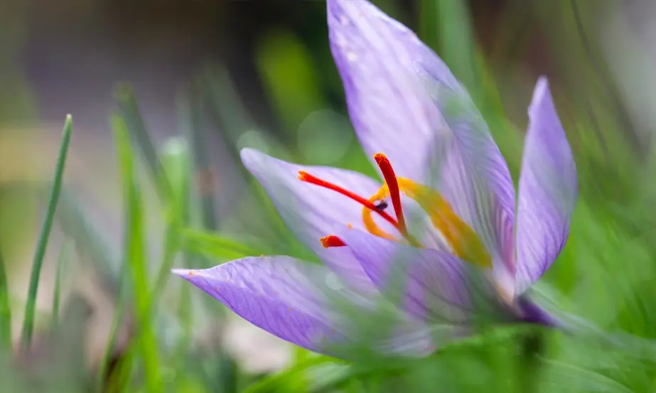 WHAT FLOWER DOES SAFFRON COME FROM?