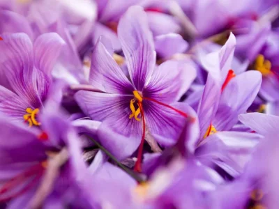 WHAT IS SAFFRON USED FOR