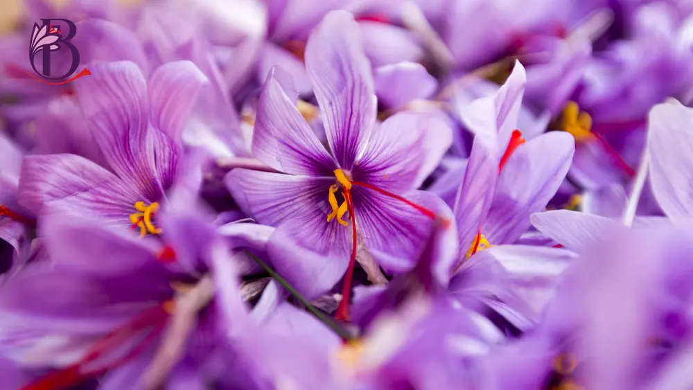 WHAT IS SAFFRON USED FOR